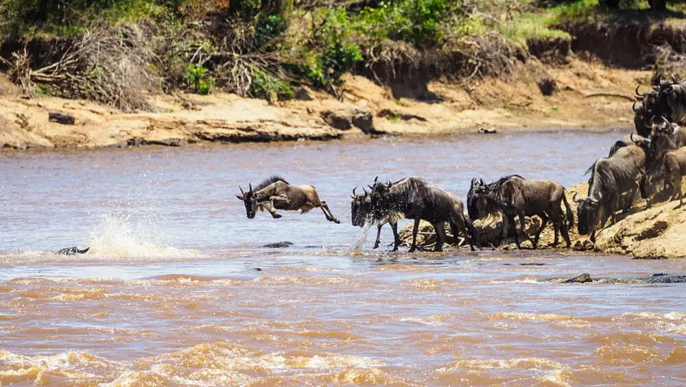 Wildebeest(migration)_Jumping_Into_the_Mara_River