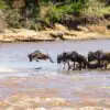 Wildebeest(migration)_Jumping_Into_the_Mara_River