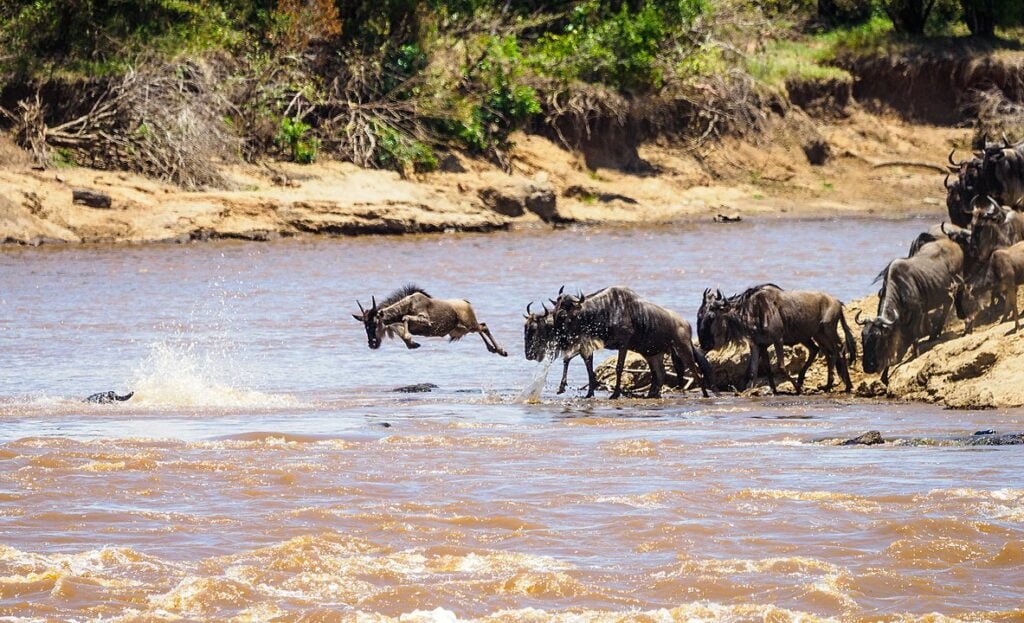 Wildebeest(migration)_Jumping_Into_the_Mara_River