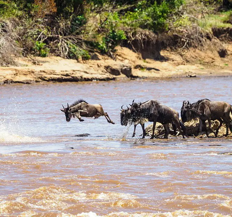 Wildebeest(migration)_Jumping_Into_the_Mara_River