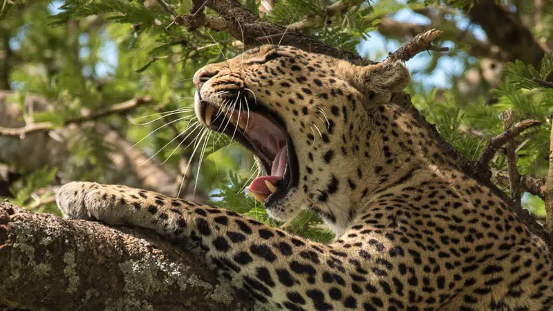 6-Day Great Adventure Exploring Amboseli, L. Nakuru & Masai Mara Kenya Safari