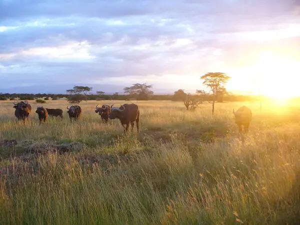 affordable safari
