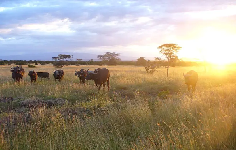 6-Day Kenya Affordable Safari - Budget Tour