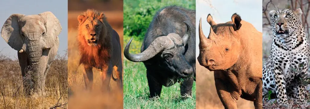 The Big_five_game marurumi safaris