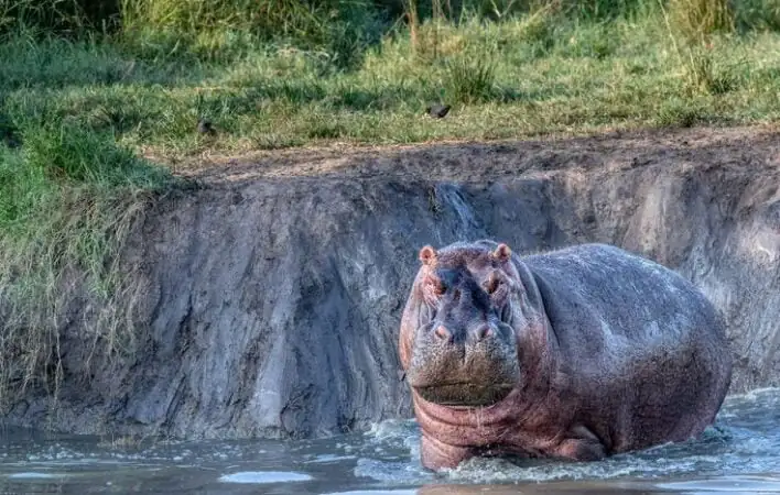 Hippopotamus marurumi safaris Hippo