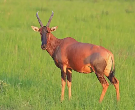Topi_(Damaliscus_lunatus_jimela)_female Marurumi Safaris