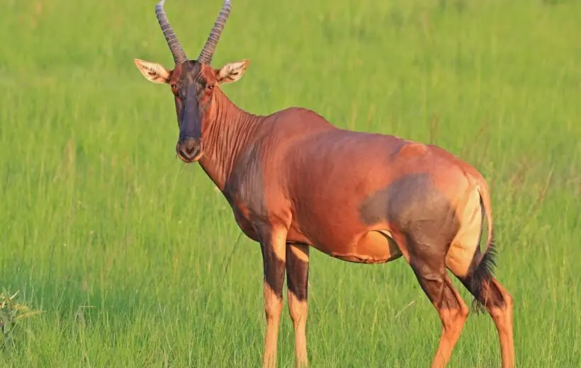 7-Day Best Big 5 Economical Safari