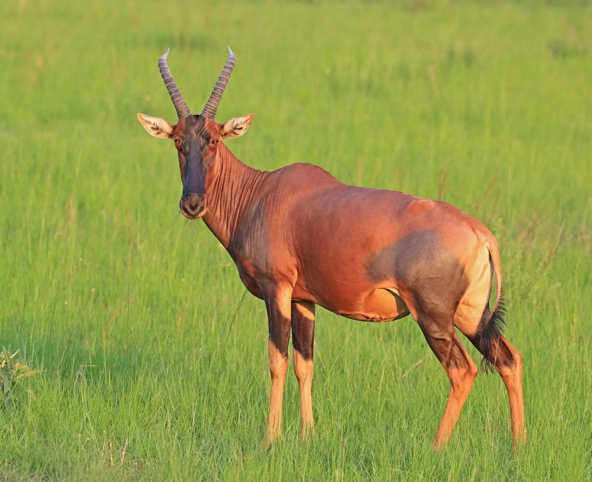 Topi_(Damaliscus_lunatus_jimela)_female Marurumi Safaris