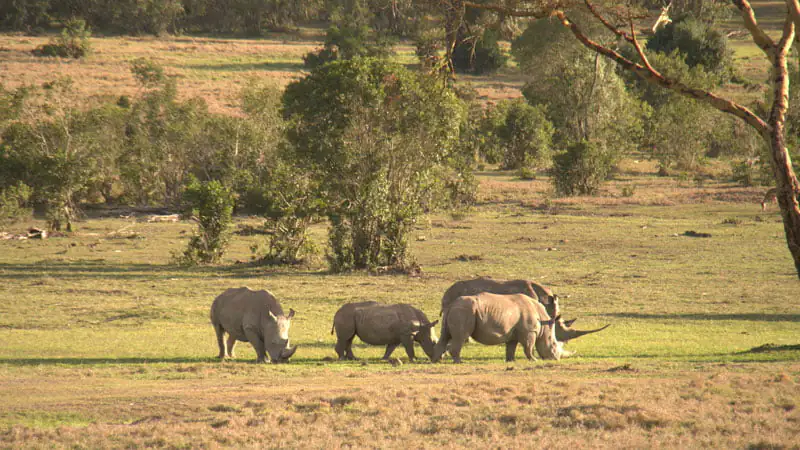 7-Day Big 5 Budget Kenya Safari Tour.