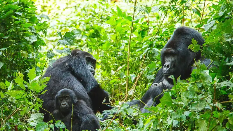 gorilla trekking in Uganda -marurumi safaris