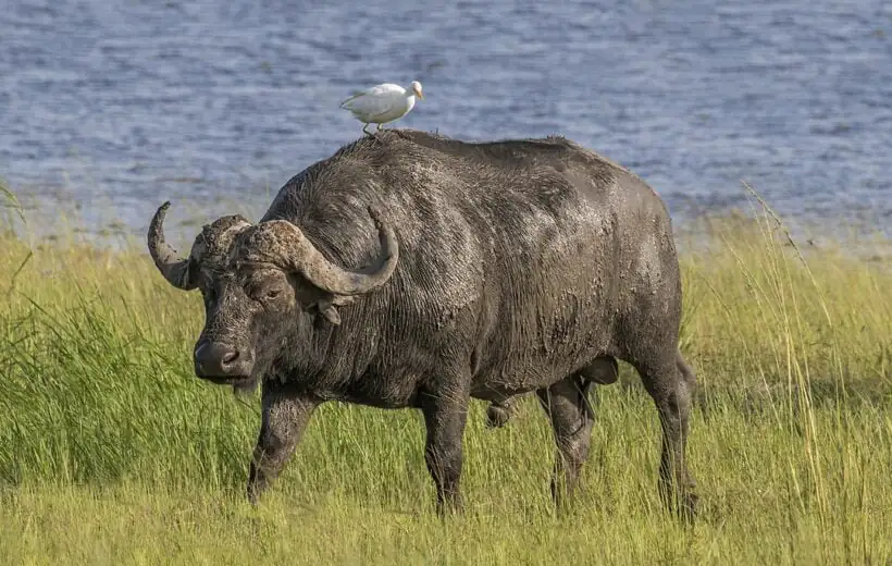 8-Day Masai Mara/ L Nakuru/ L Naivasha/ Amboseli/Seaside