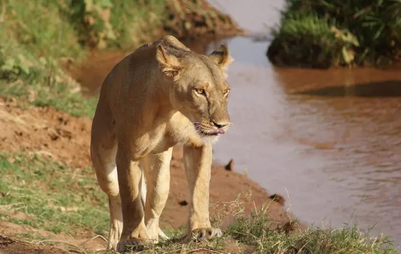 7-Day Best Big 5 Mufasa Simba Safari