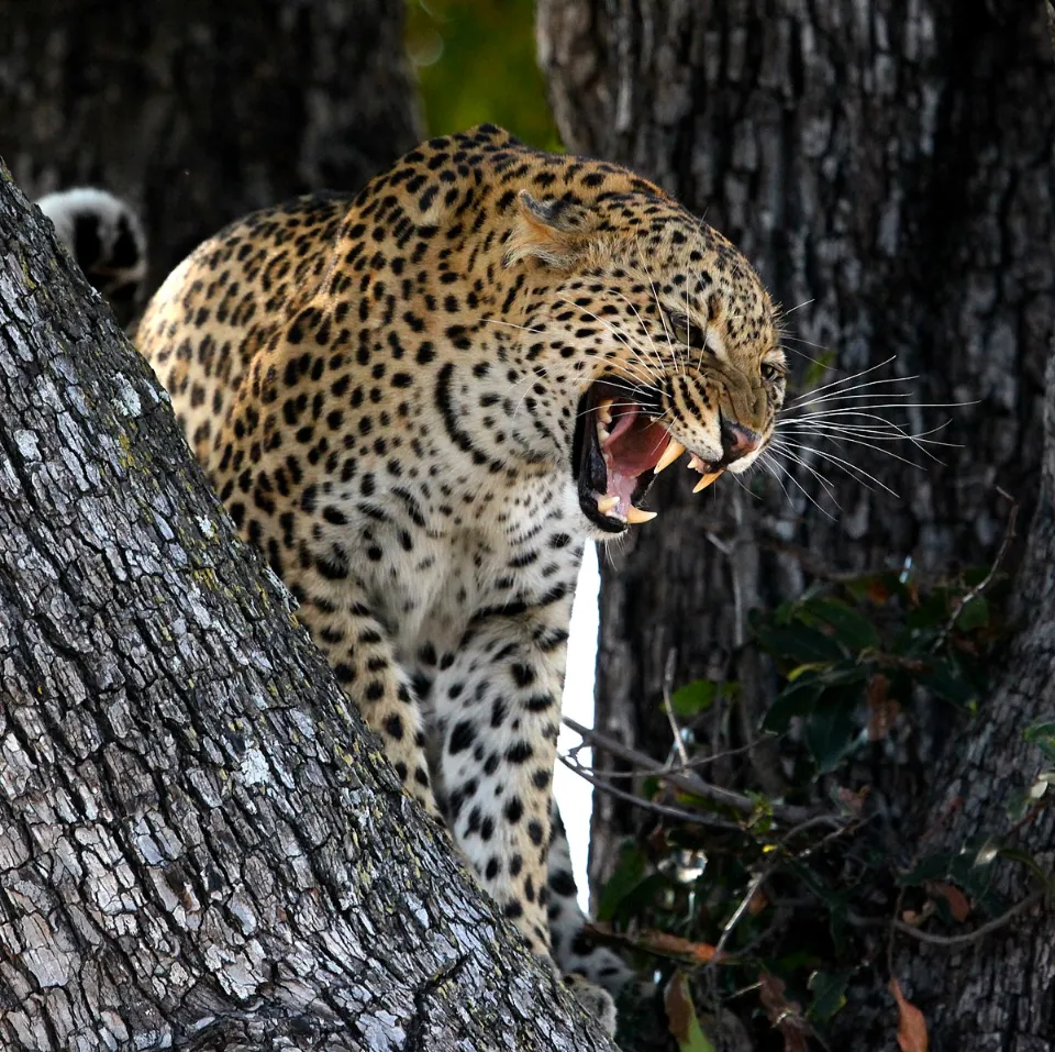 Leopard_MARURUMI SAFARIS