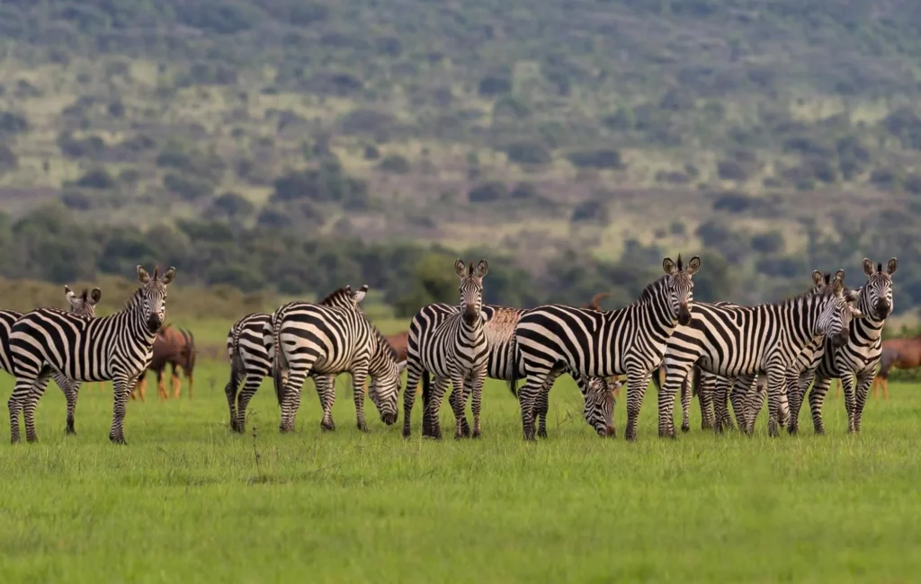 Zebras in Akagera National park
