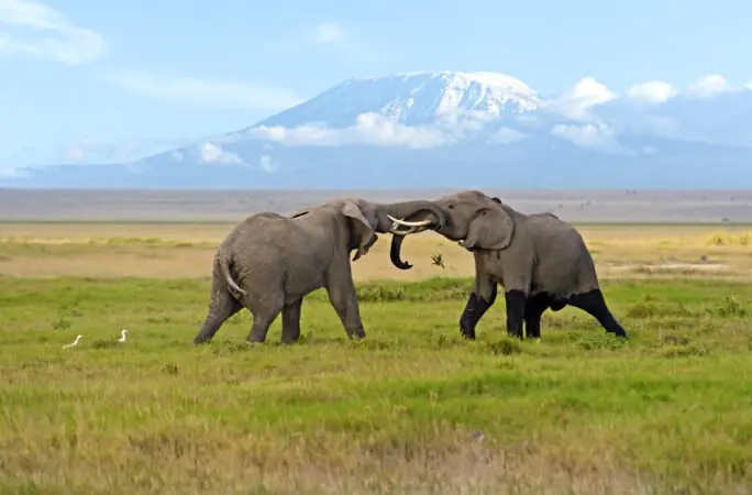 Elephant marurumi safaris