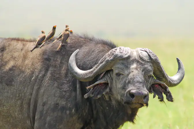Kenya Safari Package