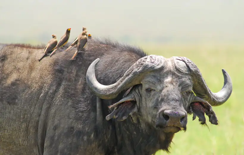 11-Day Amazing Kenya Safari Package Family Tour - Mid Range