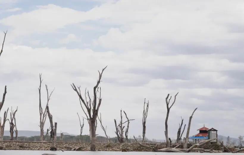 10-Day Experiencing Bright Kenya Wildlife Safari