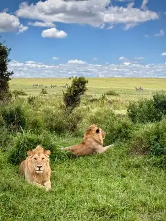 Masai Mara - Marurumi Safaris
