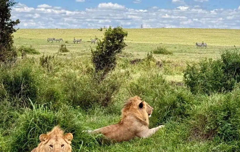 4-Day Masai Mara/Lake Nakuru- Enjoyable Budget Migration Tour